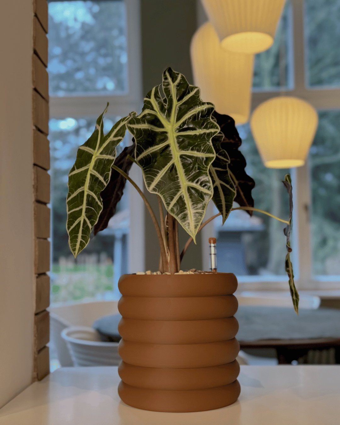 Self-watering “Björn”
