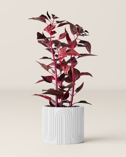 Plant pot “Nele”